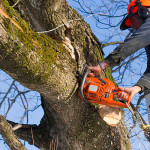 Tree Removal Companies: 5 Reasons To Remove Trees