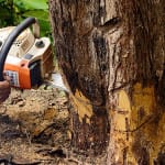 8 Things To Know Before Hiring Tree Services