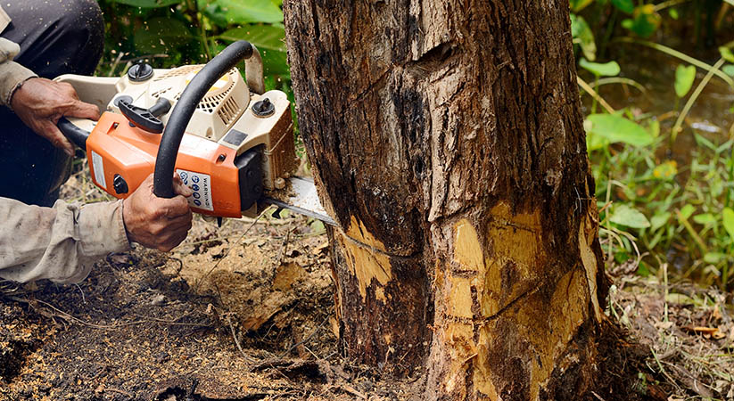 8 Things To Know Before Hiring Tree Services